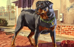 还有多少GTA5玩家在用iFruit与小查互动？